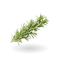 ROSEMARY